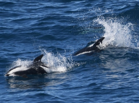 OTL29-24, Day 6, Hourglass Dolphins3 @ Unknown photographer - Oceanwide Expeditions.JPG