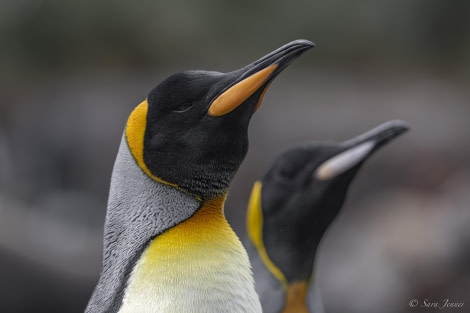 OTL29-24, Day 8, Godthul king penguin @ Sara Jenner - Oceanwide Expeditions.jpg