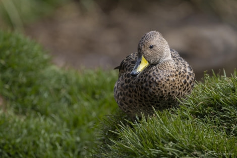 OTL29-24, Day 8, SG Pintail @ Sara Jenner - Oceanwide Expeditions.jpg