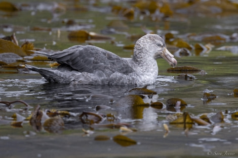 OTL29-24, Day 9, Giant Petrel @ Sara Jenner - Oceanwide Expeditions.jpg