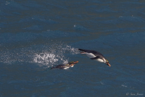 OTL29-24, Day 9, Macaroni Penguin 1 @ Sara Jenner - Oceanwide Expeditions.jpg