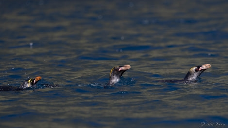 OTL29-24, Day 9, Macaroni Penguins @ Sara Jenner - Oceanwide Expeditions.jpg