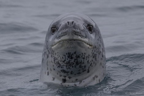 OTL29-24, Day 12, Leopard seal 2-2 @ Sara Jenner - Oceanwide Expeditions.jpg