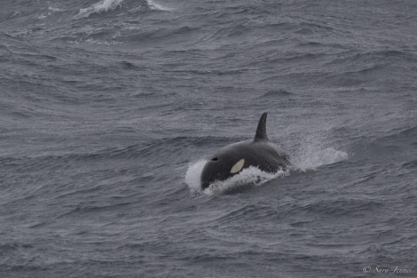 OTL29-24, Day 12, Orca sighting 2 @ Sara Jenner - Oceanwide Expeditions.jpg