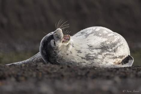 OTL29-24, Day 13, Weddell Seal 3 @ Sara Jenner - Oceanwide Expeditions.jpg