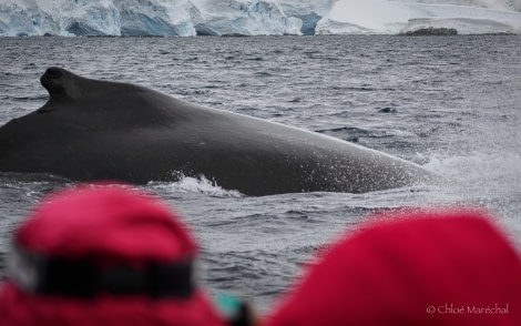 OTL29-24, Day 14, Chloe_Foyn_Whale @ Chloe Marechal - Oceanwide Expeditions.jpg