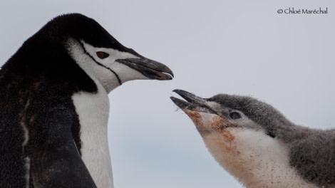 OTL29-24, Day 14, Chloe_OrneHabour_Penguins @ Chloe Marechal - Oceanwide Expeditions.jpg