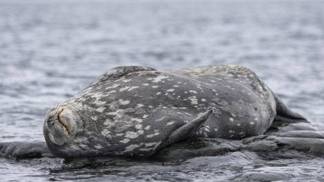 OTL29-24, Day 14, Foyn Harbour 1 @ Sara Jenner - Oceanwide Expeditions.jpg