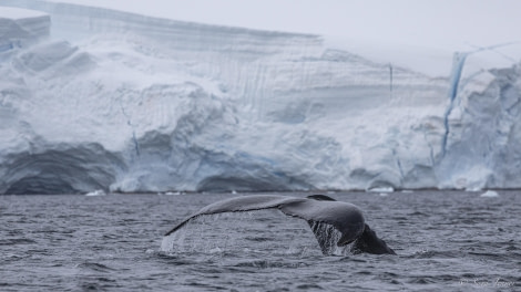 OTL29-24, Day 14, Foyn Harbour 5 @ Sara Jenner - Oceanwide Expeditions.jpg