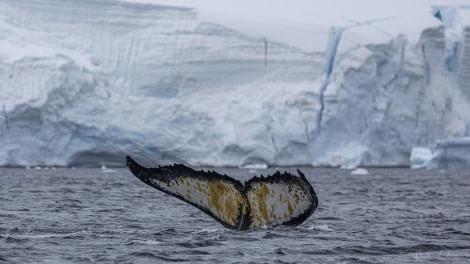 OTL29-24, Day 14, Foyn Harbour 6 @ Sara Jenner - Oceanwide Expeditions.jpg