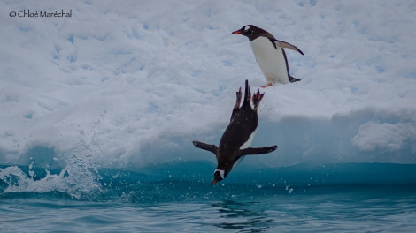 OTL29-24, Day 16, Chloe_BrownSation_JumpingPenguin @ Chloe Marechal - Oceanwide Expeditions.jpg