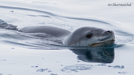 OTL29-24, Day 16, Chloe_BrownStation_LepSeal @ Chloe Marechal - Oceanwide Expeditions.jpg