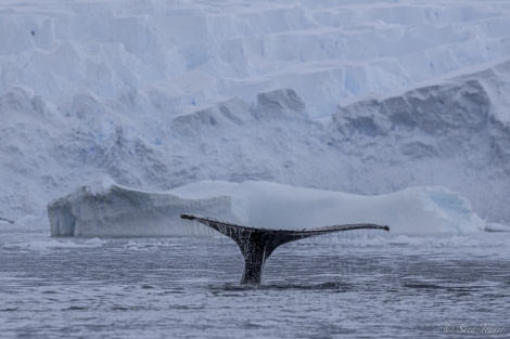 OTL29-24, Day 16, Danco Island cruise 6 @ Sara Jenner - Oceanwide Expeditions.jpg