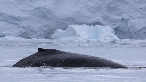 OTL29-24, Day 16, Danco Island cruise 7 @ Sara Jenner - Oceanwide Expeditions.jpg