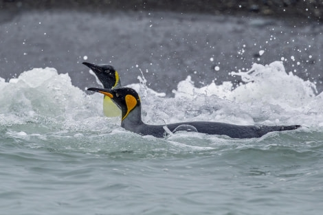 Splish Splash I Was Taking a Bath!