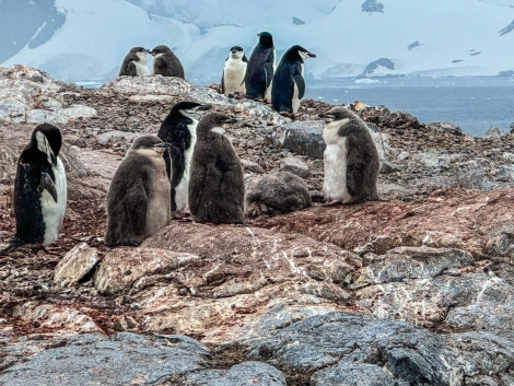 PLA29-24, Day 4, 262C5E95-BBA1-42C6-B0E5-6EF683C9511D @ Unknown photographer - Oceanwide Expeditions.JPEG