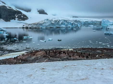 PLA29-24, Day 4, 599E55CC-C94B-4345-8762-CEFAC67397BA @ Unknown photographer - Oceanwide Expeditions.JPEG