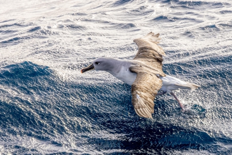 HDS29-24, Day 10, 088A2709 © Martin Anstee - Oceanwide Expeditions.jpg