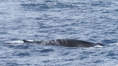 HDS29-24, Day 10, Elephant Island_2290407_© Ursula Tscherter - Oceanwide Expeditions.JPG