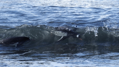 HDS29-24, Day 11, Shingle cove_3011122_© Ursula Tscherter - Oceanwide Expeditions.JPG