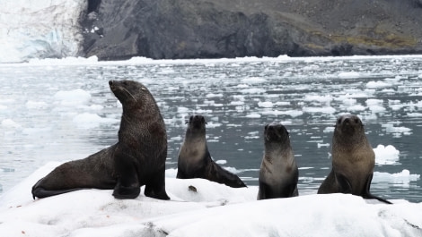 HDS29-24, Day 14, Cape Rosa & Haarkon Bay_3041031_© Ursula Tscherter - Oceanwide Expeditions.JPG