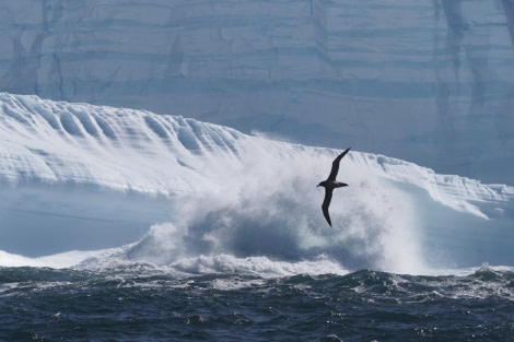 HDS29-24, Day 15, iceberglightmantled-meike5th © Meike Sjoer - Oceanwide Expeditions.JPG