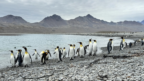 HDS29-24, Day 16, Fortuna Bay_2951_© Ursula Tscherter - Oceanwide Expeditions.jpg