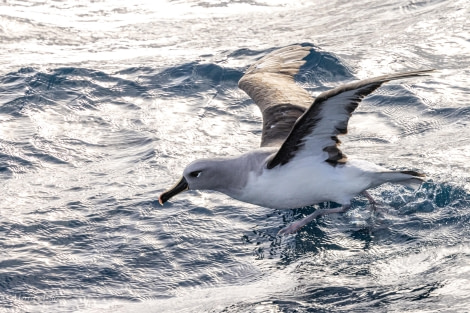 HDS29-24, Day 10, 088A2705 © Martin Anstee - Oceanwide Expeditions.jpg