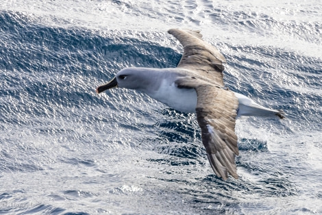 HDS29-24, Day 10, 088A2707 © Martin Anstee - Oceanwide Expeditions.jpg