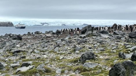 HDS29-24, Day 4, Penguin Island_1383 © Ursula Tscherter - Oceanwide Expeditions.jpg