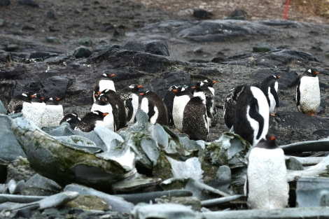 HDS29-24, Day 9, SAS_28FEB (2) © Saskia van der Meij - Oceanwide Expeditions.JPG