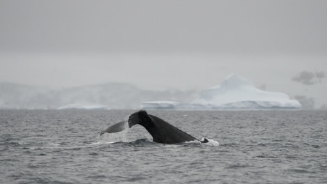 HDS29-24, Day 7, Humpbackwhale © Meike Sjoer - Oceanwide Expeditions.JPG