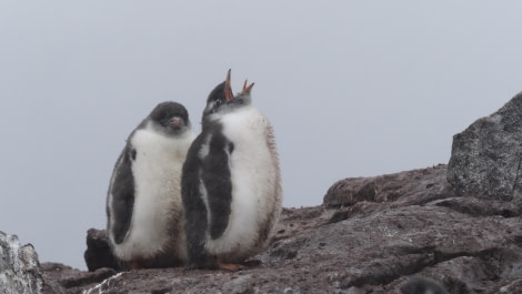 HDS29-24, Day 7, Point Charcot_2270417_© Ursula Tscherter - Oceanwide Expeditions.JPG