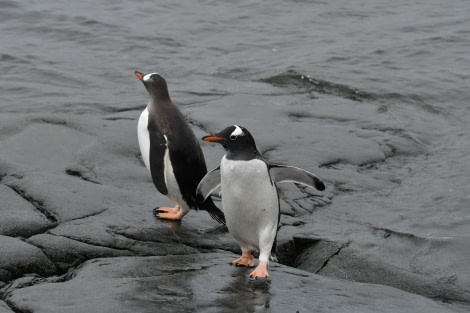 HDS29-24, Day 8, SAS_27FEB (9) © Saskia van der Meij - Oceanwide Expeditions.JPG