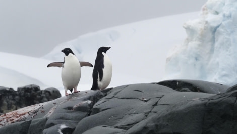 HDS29-24, Day 6, Fish Islands_2250158_© Ursula Tscherter - Oceanwide Expeditions.JPG