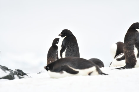 HDS29-24, Day 6, SAS_25FEB (21) © Saskia van der Meij - Oceanwide Expeditions.JPG