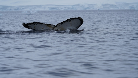 PLA30-24, Day 6, DSC05934 @ Unknown photographer - Oceanwide Expeditions.JPG