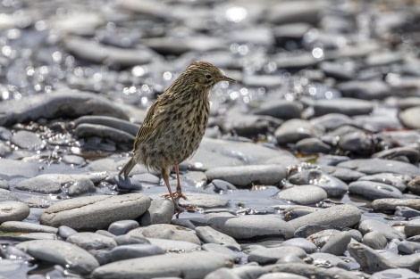 Pebble Dash