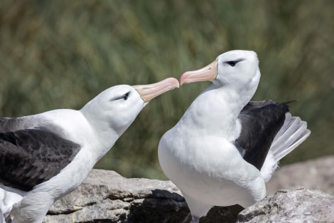 Beak to Beak