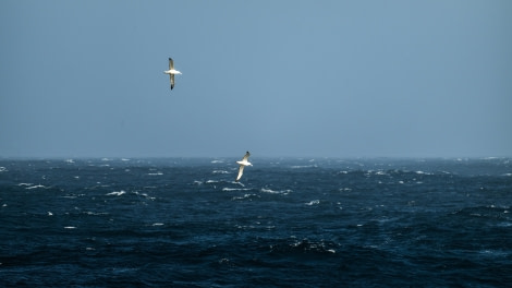 PLA31-24, Day 2, DSC_9109 © Unknown photographer - Oceanwide Expeditions.jpg