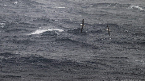 PLA31-24, Day 2, DSC_9385 © Unknown photographer - Oceanwide Expeditions.jpg