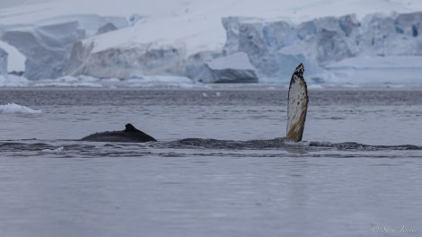 OTL31-24, Day 4, Cuverville Island_ @ Sara Jenner - Oceanwide Expeditions.jpg