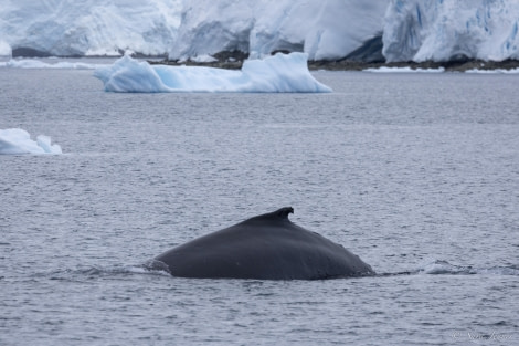 OTL31-24, Day 4, Orne Harbour 7 @ Sara Jenner - Oceanwide Expeditions.jpg