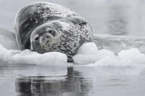 OTL31-24, Day 5, Port Lockroy 1 @ Sara Jenner - Oceanwide Expeditions.jpg