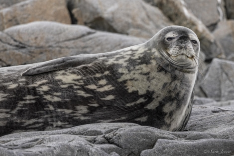 OTL31-24, Day 5, Port Lockroy 2 @ Sara Jenner - Oceanwide Expeditions.jpg