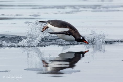 OTL31-24, Day 6, FZ1A6938-2 @ Charlotte Taplin - Oceanwide Expeditions.jpg