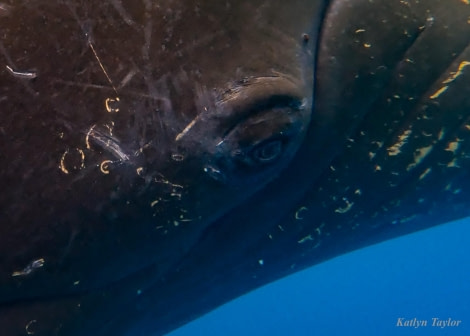 OTL31-24, Day 7, Paradise Friendly Humpback @ Katlyn Taylor - Oceanwide Expeditions.jpg