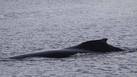 OTL31-24, Day 9, Orne Islands 5 @ Sara Jenner - Oceanwide Expeditions.jpg