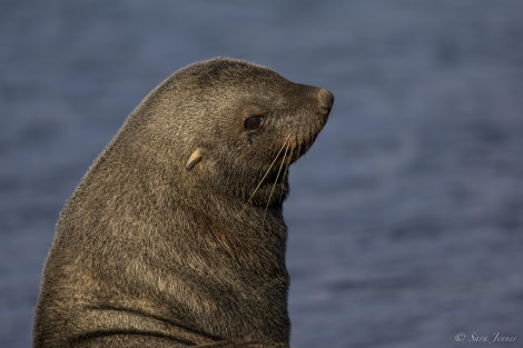 OTL31-24, Day 10, Deception Island 1 @ Sara Jenner - Oceanwide Expeditions.jpg