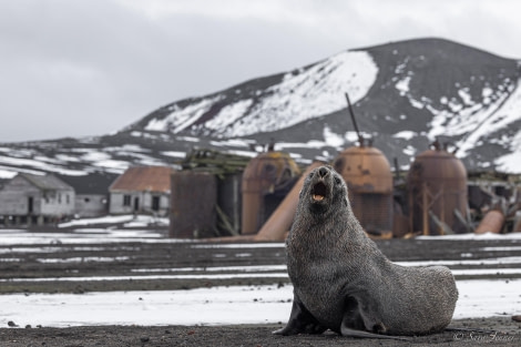 OTL31-24, Day 10, Deception Island 3 @ Sara Jenner - Oceanwide Expeditions.jpg